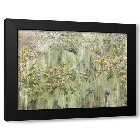 CA, Los Osos Oaks State Reserve Lichens on oak Black Modern Wood Framed Art Print with Double Matting by Paulson, Don