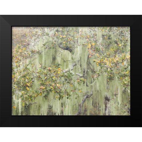 CA, Los Osos Oaks State Reserve Lichens on oak Black Modern Wood Framed Art Print by Paulson, Don