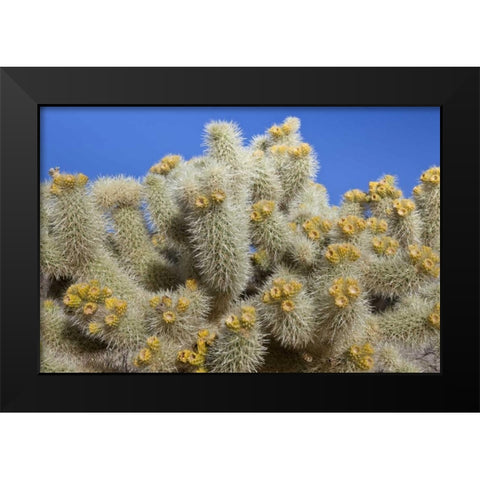 California, Joshua Tree NP Cholla cactus Black Modern Wood Framed Art Print by Paulson, Don