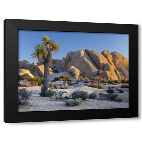 CA, Joshua Tree NP Joshua tree and boulders Black Modern Wood Framed Art Print by Paulson, Don