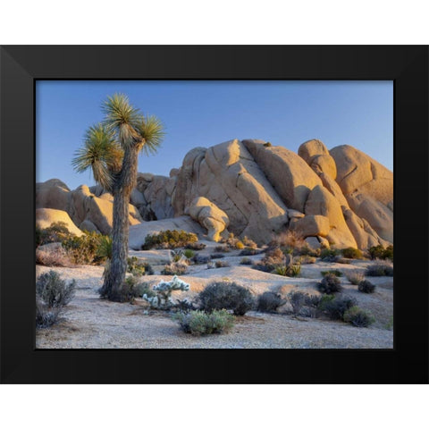 CA, Joshua Tree NP Joshua tree and boulders Black Modern Wood Framed Art Print by Paulson, Don