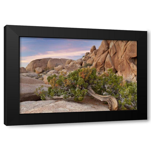 California, Joshua Tree NP Wind-blown juniper Black Modern Wood Framed Art Print by Paulson, Don