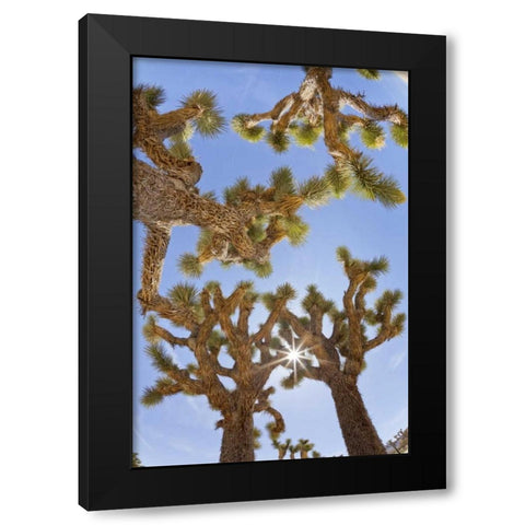 CA, Joshua Tree NP Sunburst through Joshua trees Black Modern Wood Framed Art Print with Double Matting by Paulson, Don