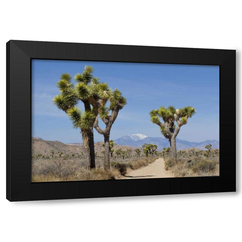 CA, Joshua Tree NP Joshua trees and mountains Black Modern Wood Framed Art Print by Paulson, Don