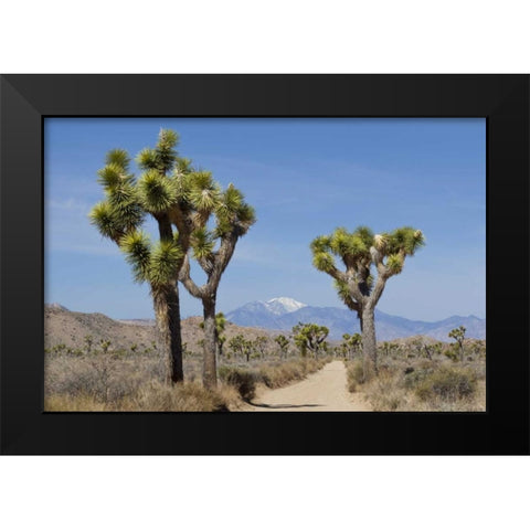 CA, Joshua Tree NP Joshua trees and mountains Black Modern Wood Framed Art Print by Paulson, Don