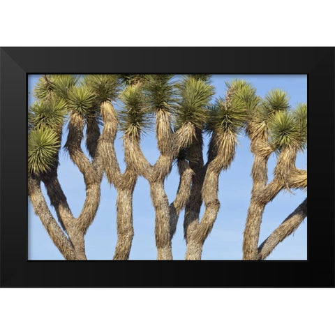 CA, Joshua Tree NP Joshua trees against the sky Black Modern Wood Framed Art Print by Paulson, Don