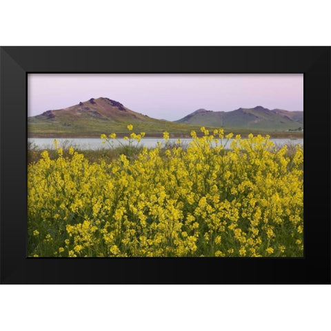 CA, Porterville Spring scenic with Lake Success Black Modern Wood Framed Art Print by Paulson, Don