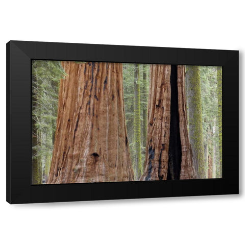 CA, Sequoia NP Giant sequoia trees in forest Black Modern Wood Framed Art Print with Double Matting by Paulson, Don