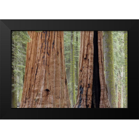 CA, Sequoia NP Giant sequoia trees in forest Black Modern Wood Framed Art Print by Paulson, Don
