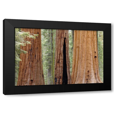 CA, Sequoia NP Trunks of giant sequoia trees Black Modern Wood Framed Art Print with Double Matting by Paulson, Don
