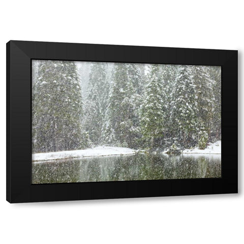CA, Oakhurst Fir trees reflect in pond in winter Black Modern Wood Framed Art Print with Double Matting by Paulson, Don
