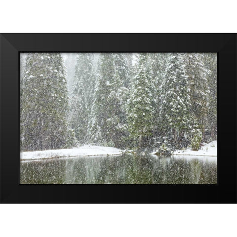 CA, Oakhurst Fir trees reflect in pond in winter Black Modern Wood Framed Art Print by Paulson, Don