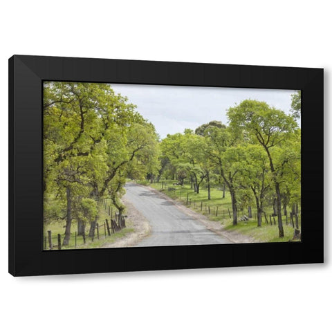 California, Chinese Camp Old Don Pedro Road Black Modern Wood Framed Art Print by Paulson, Don
