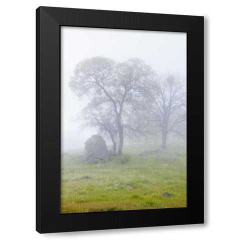 California, Bullion Mountain Oak trees in fog Black Modern Wood Framed Art Print by Paulson, Don