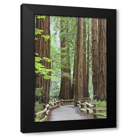 California Trail through Muir Woods NM in spring Black Modern Wood Framed Art Print by Paulson, Don