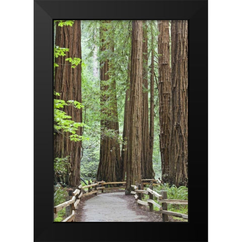 California Trail through Muir Woods NM in spring Black Modern Wood Framed Art Print by Paulson, Don