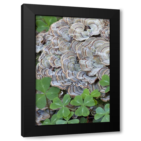 CA, Samuel P Taylor SP, Oxalis leaves and fungus Black Modern Wood Framed Art Print with Double Matting by Paulson, Don