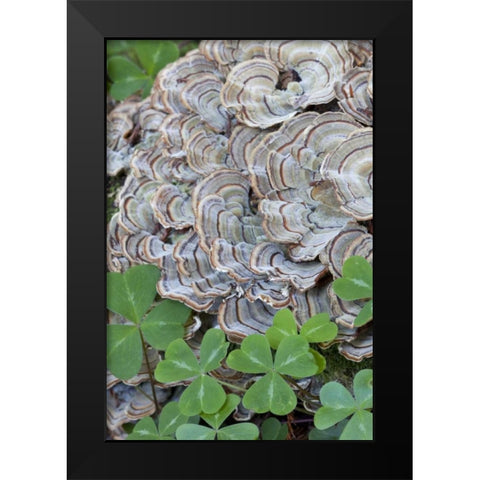CA, Samuel P Taylor SP, Oxalis leaves and fungus Black Modern Wood Framed Art Print by Paulson, Don