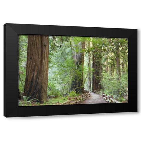 California Trail through Muir Woods NM in spring Black Modern Wood Framed Art Print with Double Matting by Paulson, Don