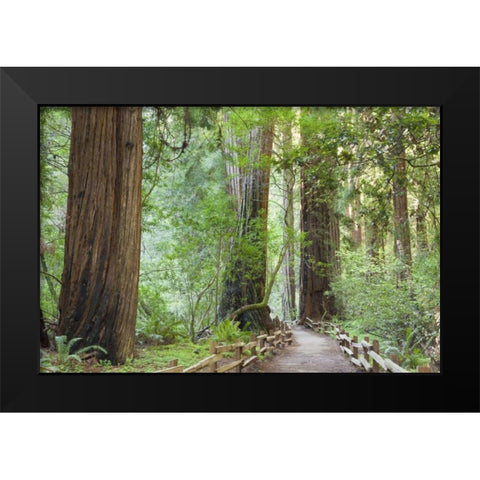 California Trail through Muir Woods NM in spring Black Modern Wood Framed Art Print by Paulson, Don