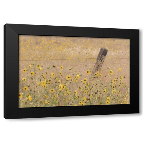 CA, Adin Barbed fence in field of sunflowers Black Modern Wood Framed Art Print by Paulson, Don
