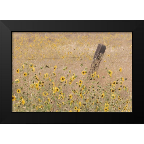 CA, Adin Barbed fence in field of sunflowers Black Modern Wood Framed Art Print by Paulson, Don