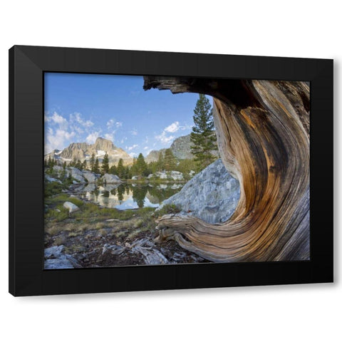 CA, Inyo NF, Garnet Lake Old pine and tarn Black Modern Wood Framed Art Print by Paulson, Don