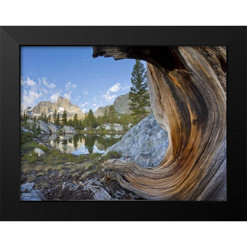 CA, Inyo NF, Garnet Lake Old pine and tarn Black Modern Wood Framed Art Print by Paulson, Don