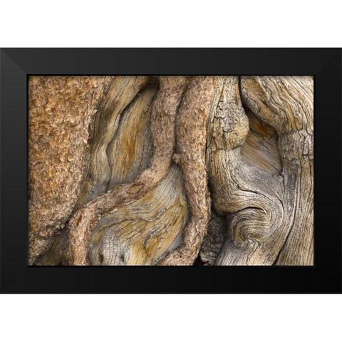 California, Inyo NF Gnarled pine tree trunk Black Modern Wood Framed Art Print by Paulson, Don