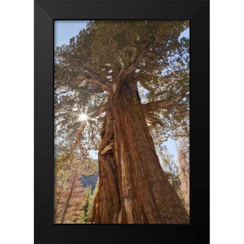 CA, Inyo NF Juniper tree on Shadow Lake trail Black Modern Wood Framed Art Print by Paulson, Don