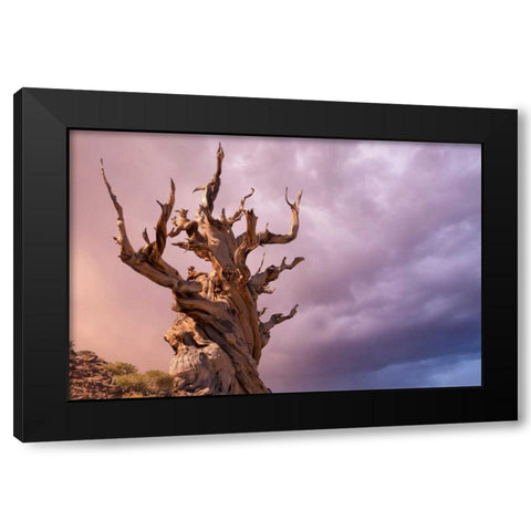 CA, Inyo NF, Bristlecone Forest The Sentinel Black Modern Wood Framed Art Print by Paulson, Don