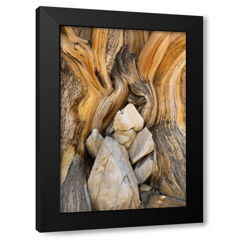 CA, Inyo NF Patterns in bristlecone pine wood Black Modern Wood Framed Art Print by Paulson, Don
