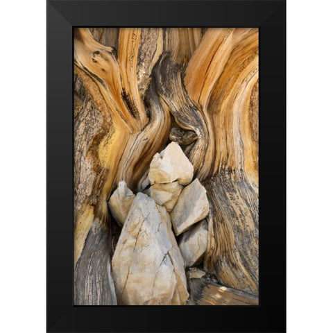 CA, Inyo NF Patterns in bristlecone pine wood Black Modern Wood Framed Art Print by Paulson, Don