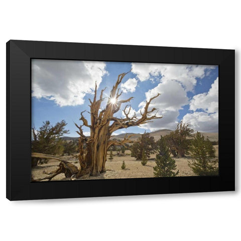 California, Inyo NF Bristlecone Pine Forest Black Modern Wood Framed Art Print with Double Matting by Paulson, Don