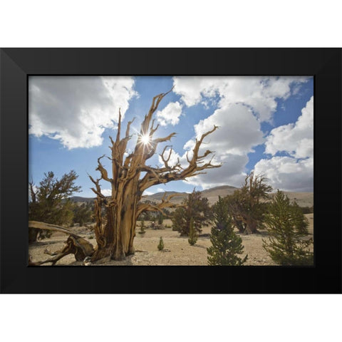 California, Inyo NF Bristlecone Pine Forest Black Modern Wood Framed Art Print by Paulson, Don