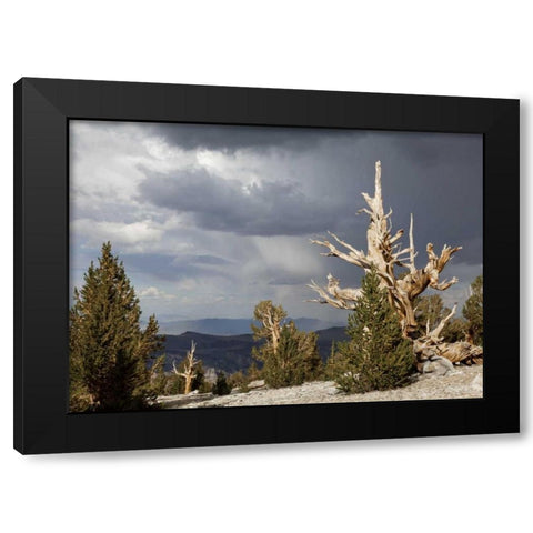 California, Inyo NF Bristlecone Pine Forest Black Modern Wood Framed Art Print by Paulson, Don