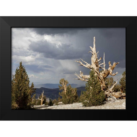California, Inyo NF Bristlecone Pine Forest Black Modern Wood Framed Art Print by Paulson, Don