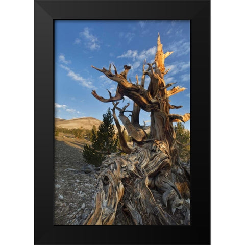 CA, Inyo NF  Ancient Bristlecone Pine Forest Black Modern Wood Framed Art Print by Paulson, Don