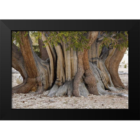 CA, Ancient Bristlecone Forest, The Patriarch Black Modern Wood Framed Art Print by Paulson, Don