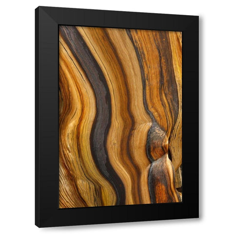 California, Inyo NF Patterns in bristlecone pine Black Modern Wood Framed Art Print with Double Matting by Paulson, Don