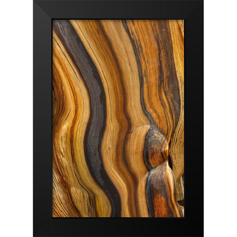 California, Inyo NF Patterns in bristlecone pine Black Modern Wood Framed Art Print by Paulson, Don