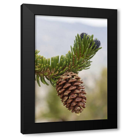 California, Inyo NF Bristlecone tree pine cone Black Modern Wood Framed Art Print by Paulson, Don