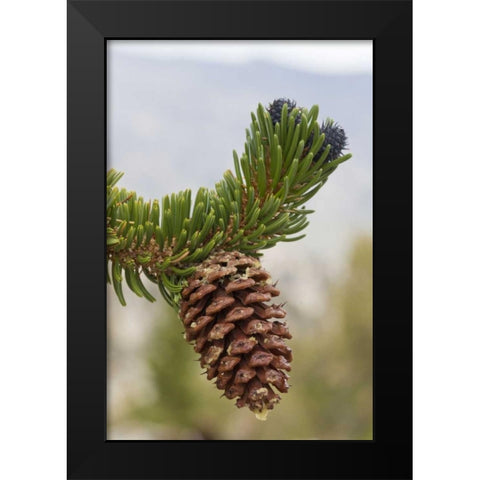 California, Inyo NF Bristlecone tree pine cone Black Modern Wood Framed Art Print by Paulson, Don