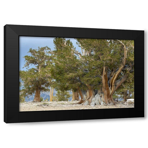 CA, Ancient Bristlecone Forest, The Patriarch Black Modern Wood Framed Art Print with Double Matting by Paulson, Don