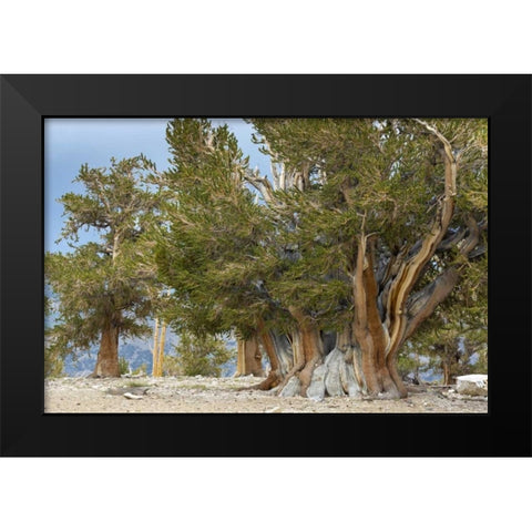 CA, Ancient Bristlecone Forest, The Patriarch Black Modern Wood Framed Art Print by Paulson, Don