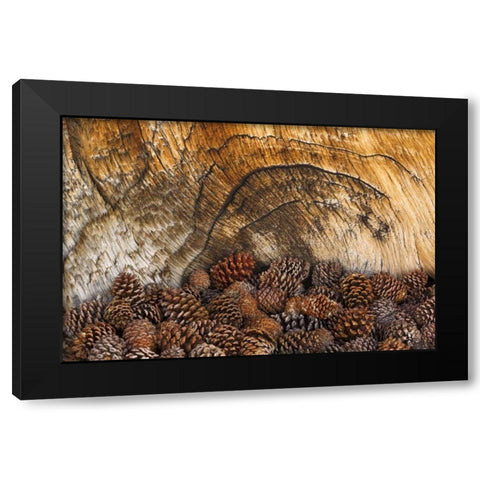 CA, Inyo NF Bristlecone pine cones Black Modern Wood Framed Art Print by Paulson, Don