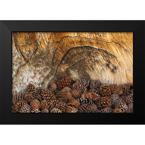 CA, Inyo NF Bristlecone pine cones Black Modern Wood Framed Art Print by Paulson, Don