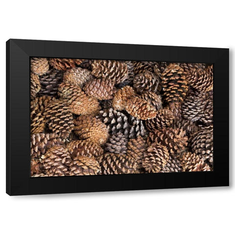 California, Inyo NF Bristlecone tree pine cones Black Modern Wood Framed Art Print by Paulson, Don