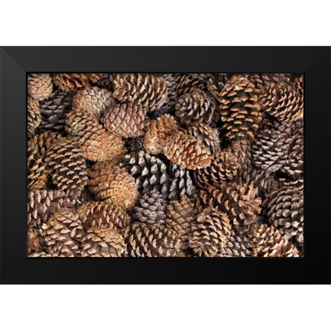 California, Inyo NF Bristlecone tree pine cones Black Modern Wood Framed Art Print by Paulson, Don