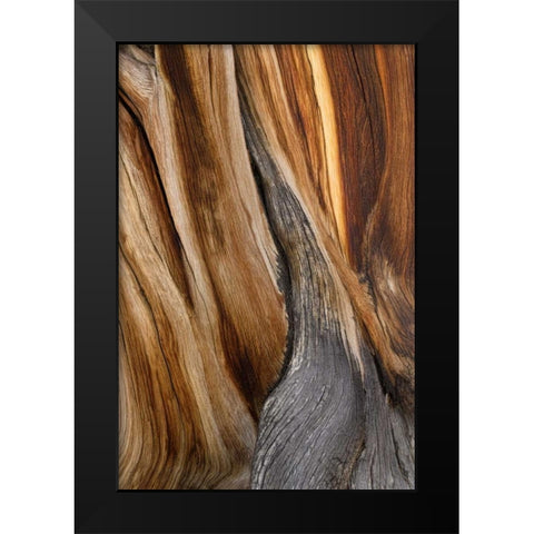 California, Inyo NF Patterns in bristlecone pine Black Modern Wood Framed Art Print by Paulson, Don